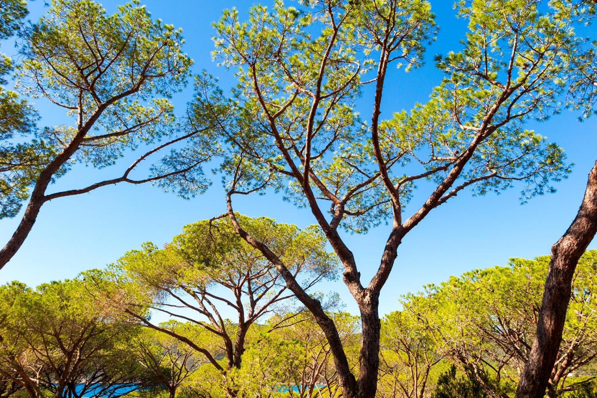 Camping Lacona Pineta Capoliveri  Exterior foto